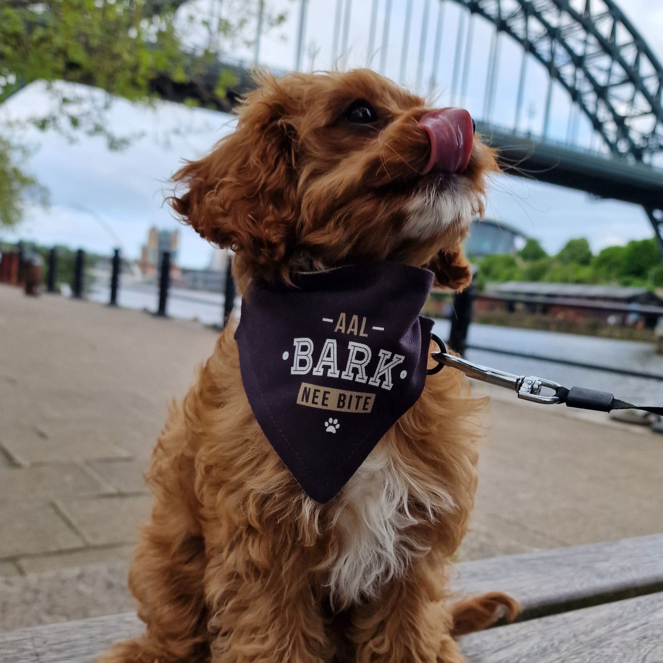 along came poppy cavapoo puppy wearing a geordie gifts petwear bandana with the wording aal bark nee bite newcastle themed dog clothing, sat in front of the iconic tyne bridge