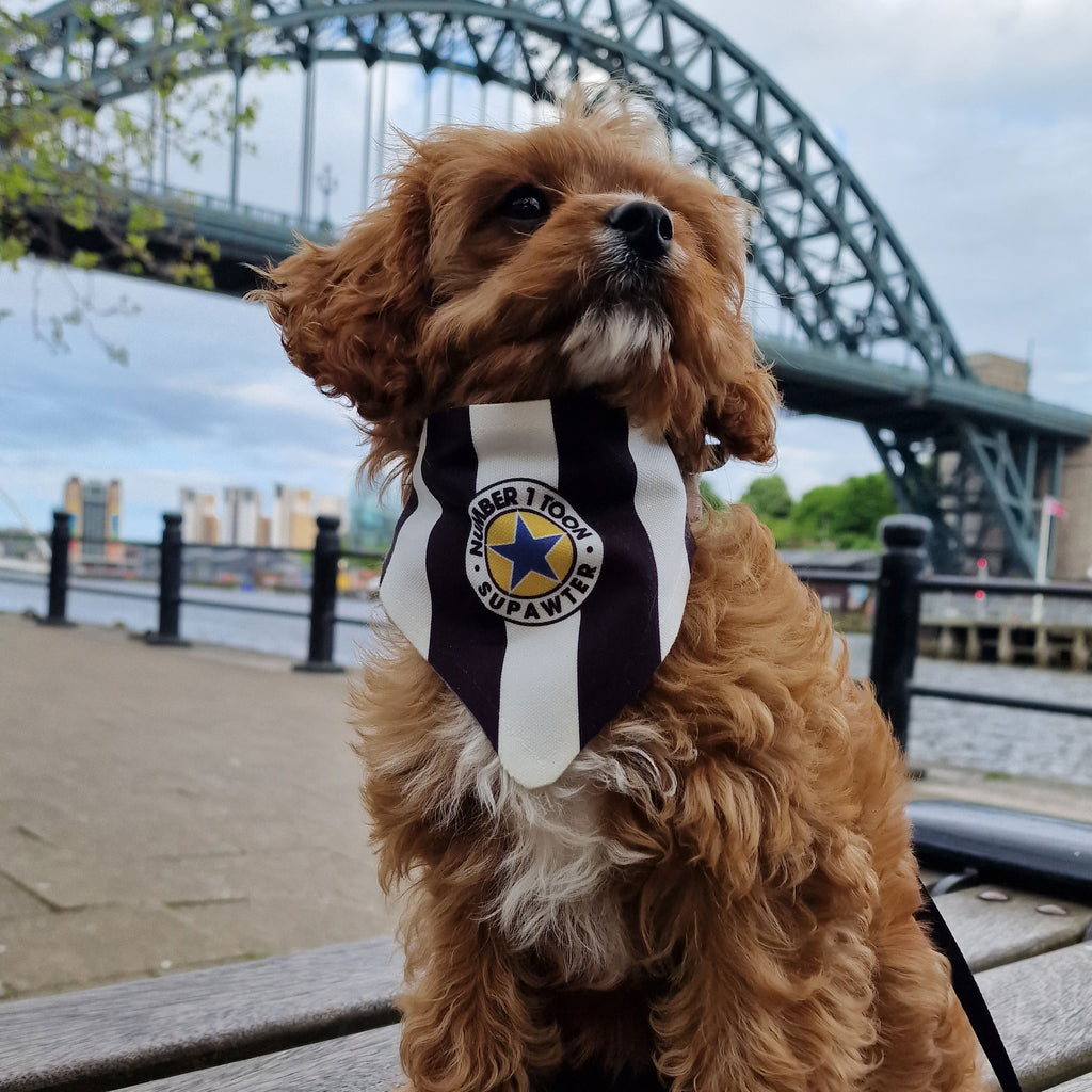 along came poppy cavapoo puppy wearing geordie gifts bandana which is designed like a newcastle united football club kit with black and white stripes & the words number 1 toon supawter (dog pun for supporter)